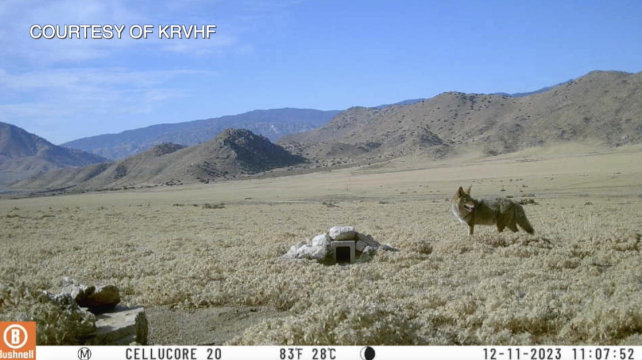 Coyote caught on camera at Hanning Flat