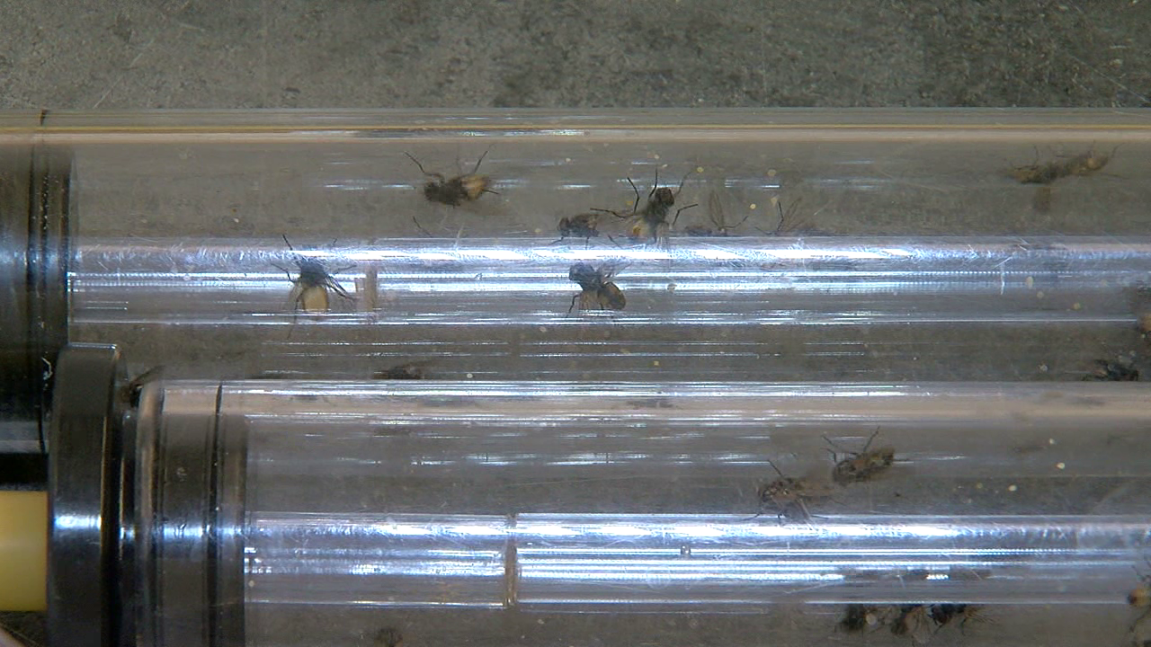 TubeFlies.png