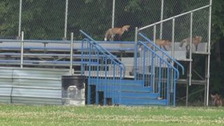 Creature Features: Missoula's fox families