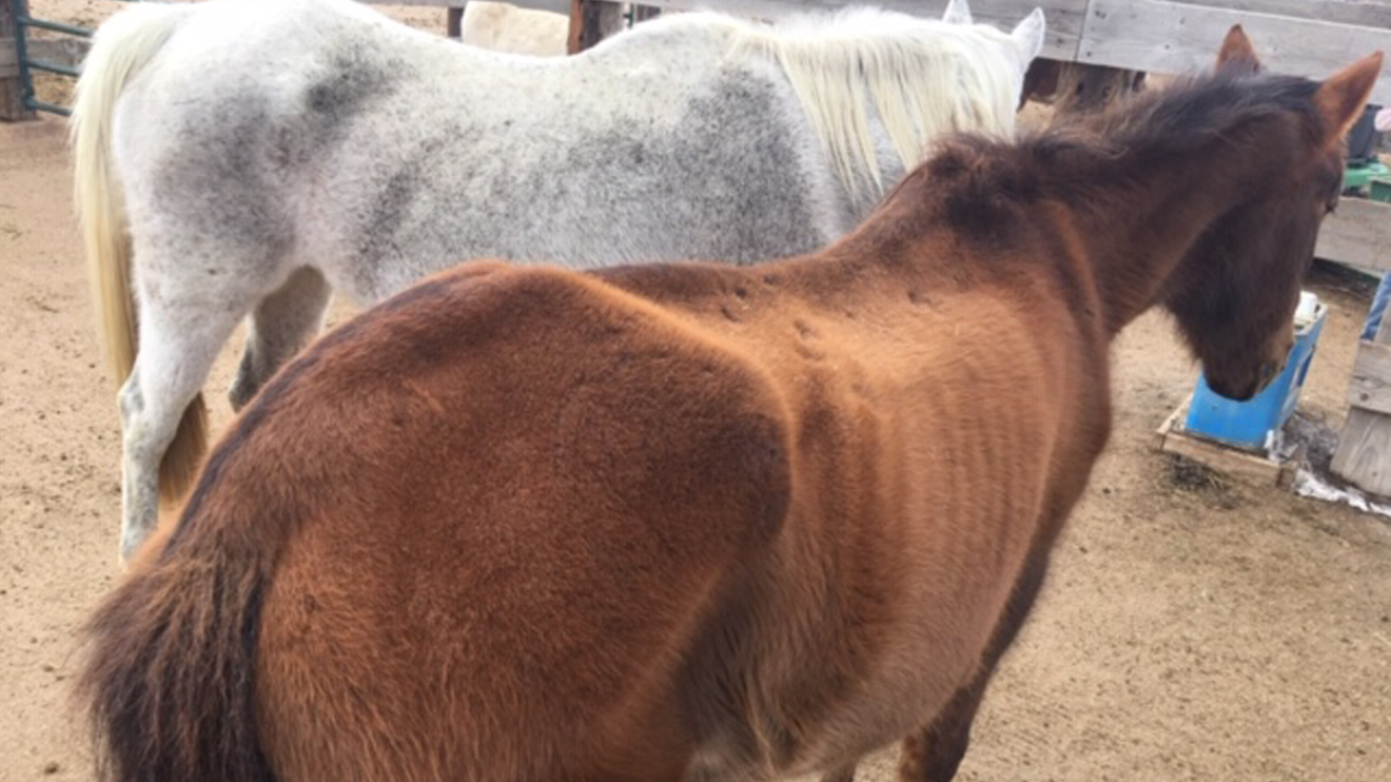 El Paso County deputies seize emaciated horses, cite caretaker for animal cruelty