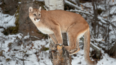Stock photo of a mountain lion