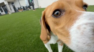 Big Dog Ranch beagles 