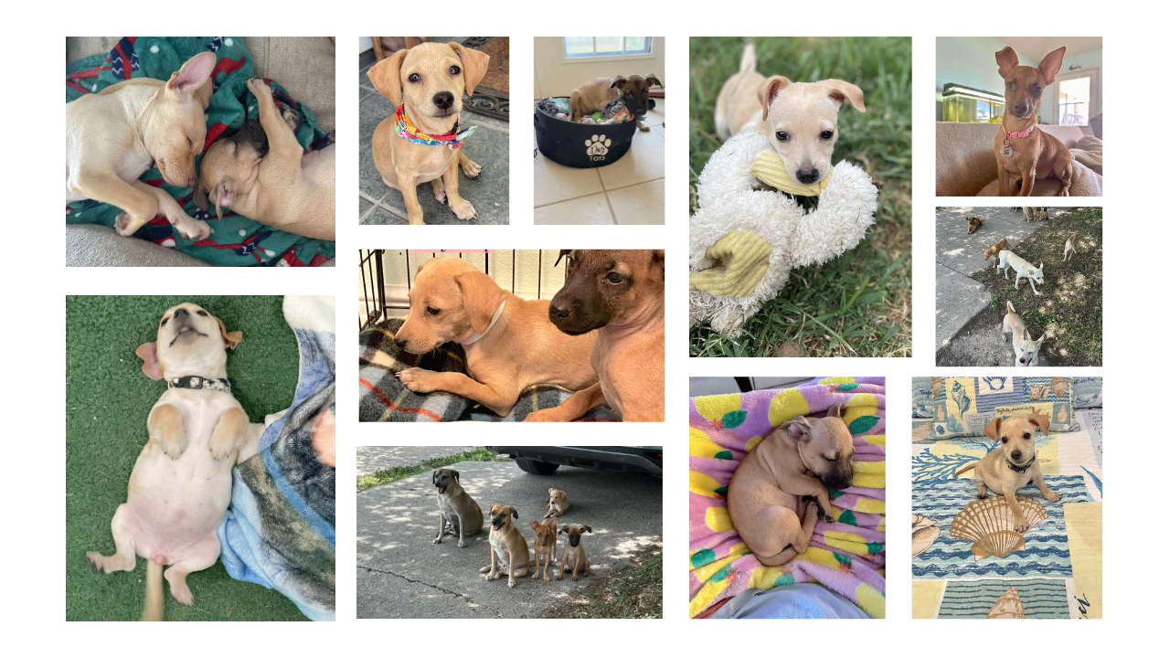 Http Rescued Rescued dogs from westside property find new homes thanks to foster group