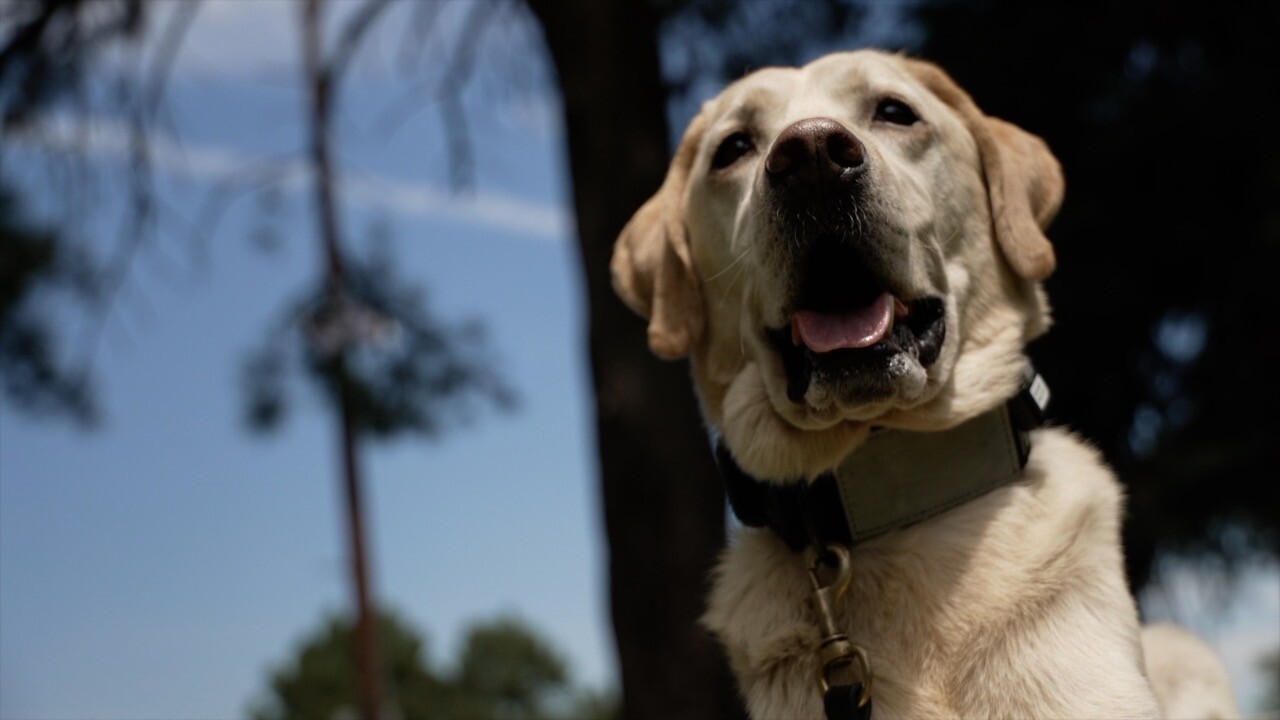 ROTC the yellow lab.jpg