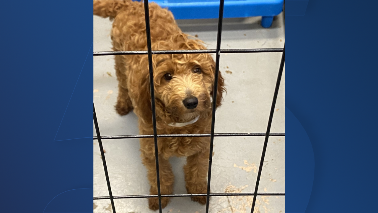 88 dogs rescued from Iowa puppy mill