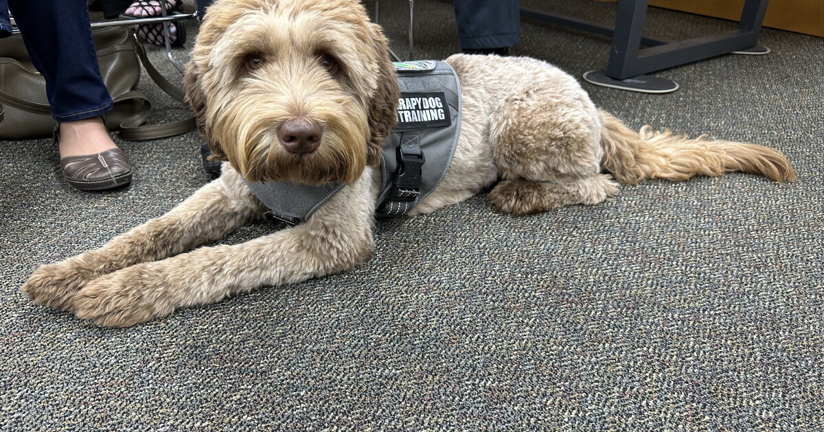 K9 handled by fallen Chetek police officer sworn in to Wautoma Police Department - Vimarsana News