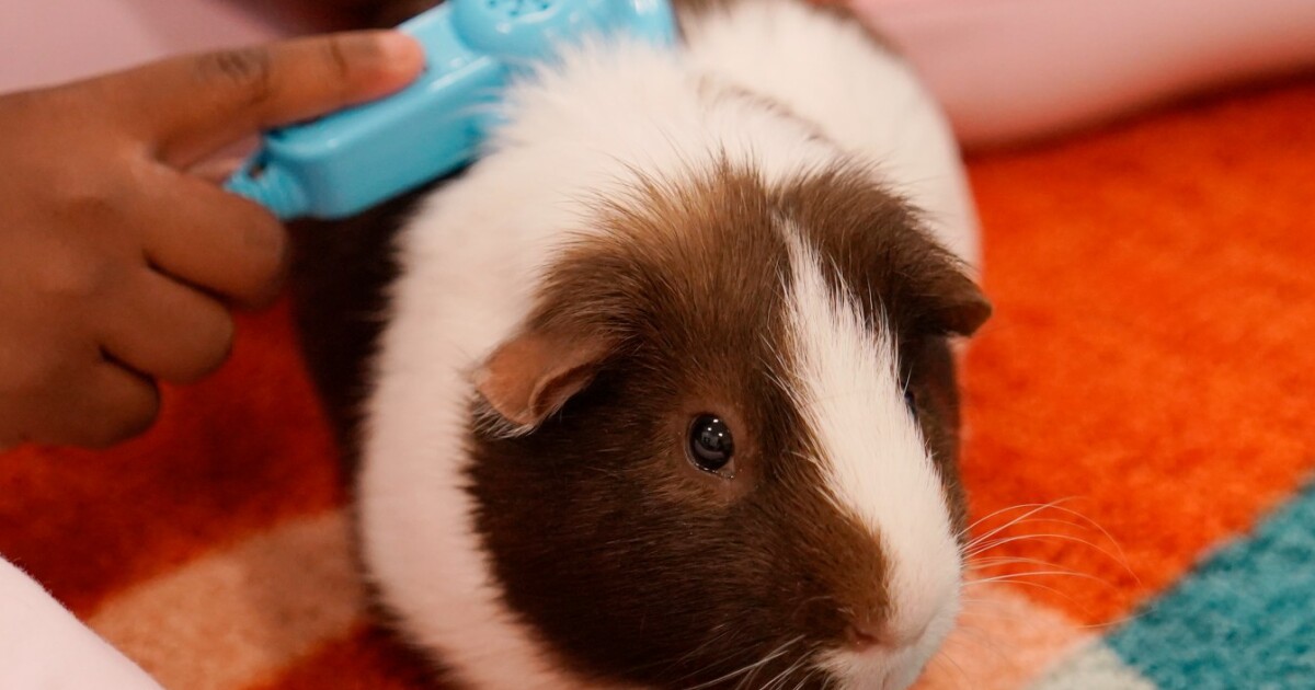 Cudahy police address guinea pigs welfare situation at apartment building