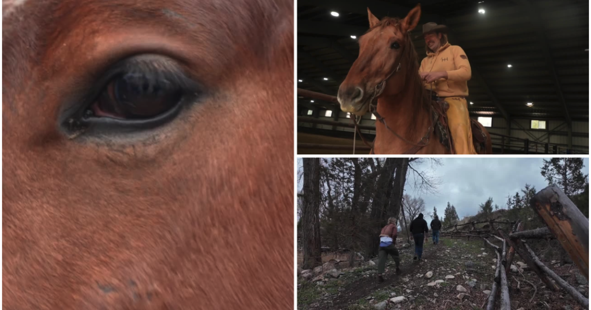 A Montana nonprofit supports veterans in their transition to civilian life by offering nature-based rehabilitation and equine therapy.
