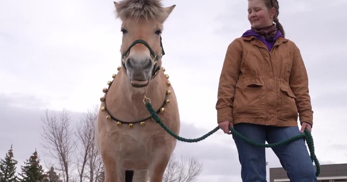 Carroll College anthrozoology horses bring the cheer for the holidays
