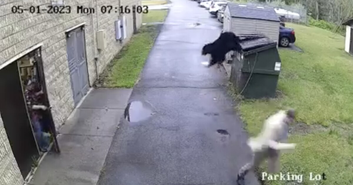 Bear gives West Virginia principal a roaring wakeup call