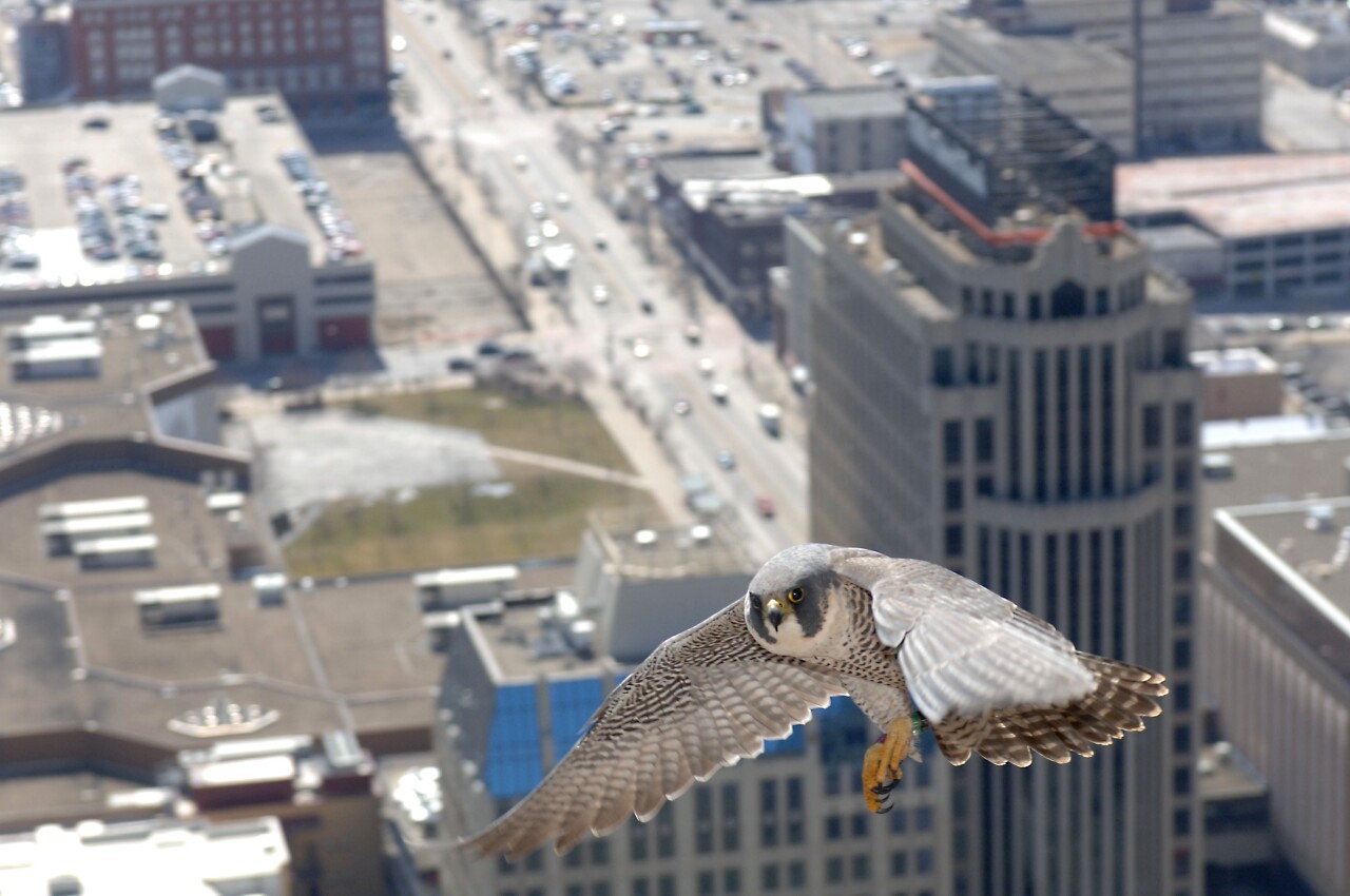 bird raptor peregrine falcon flight tower daniel 17 copy.jpg