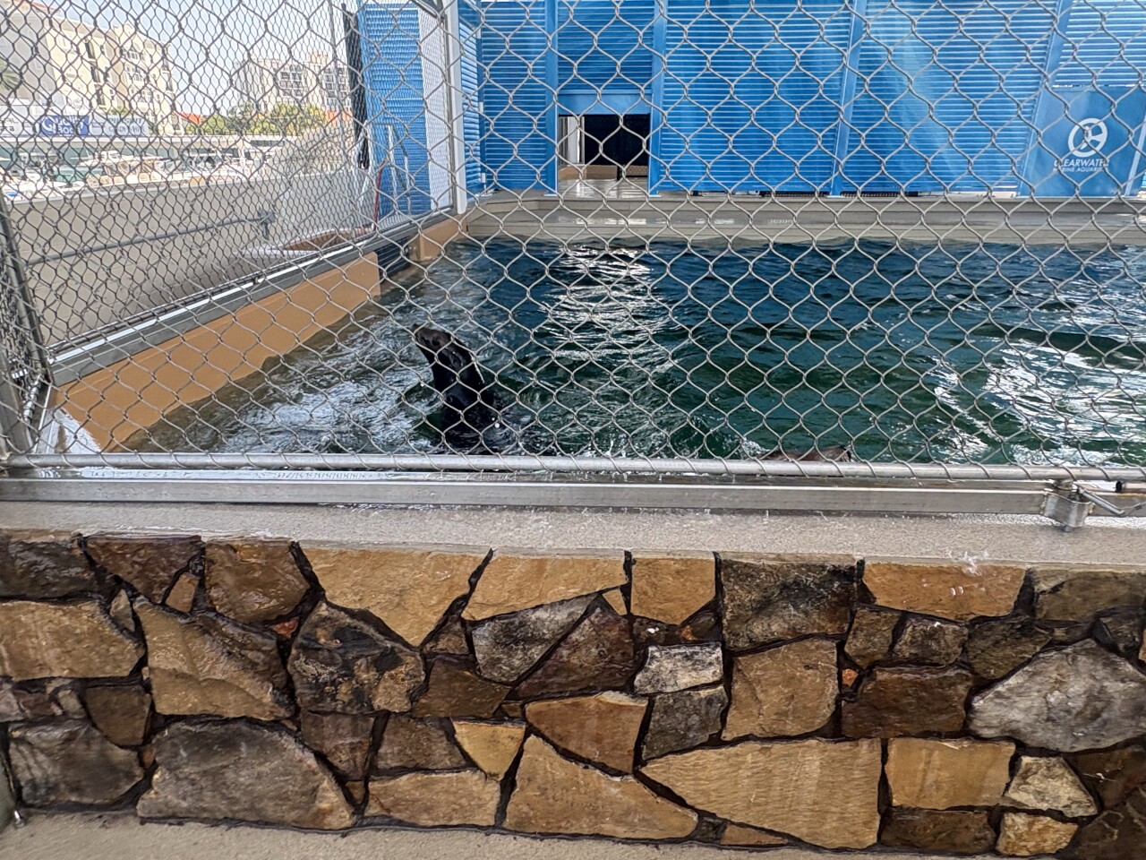 Clearwater Marina Aquarium welcomes Sea Lions for the first time5.jpg