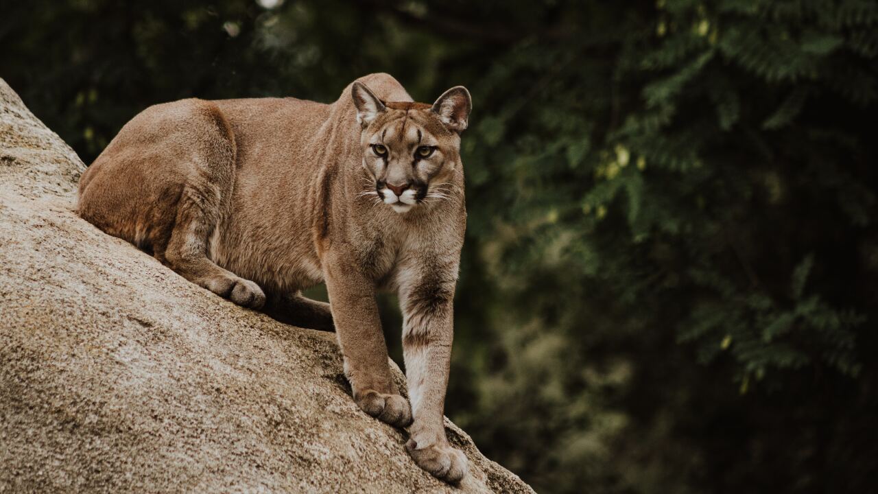 Mountain lion 