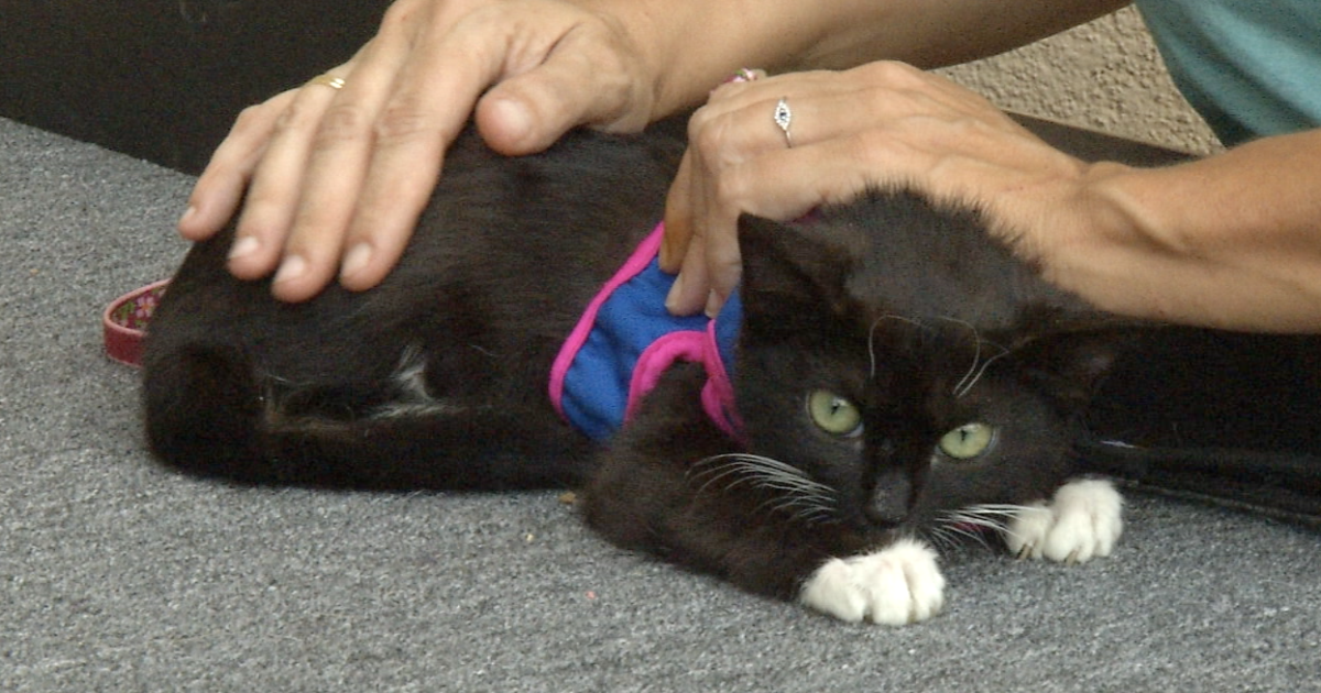 Pet of the Week: Young cat named Harley Quinn