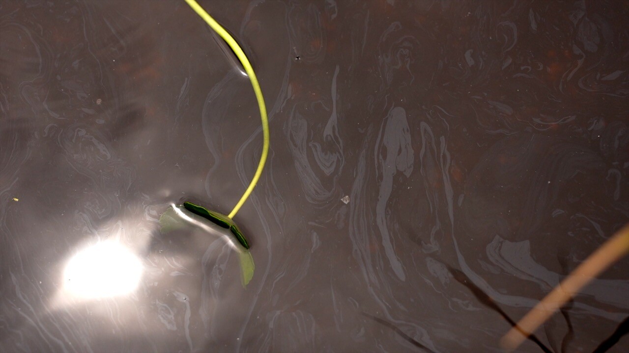 Unknown oil sitting on the water by the abandoned boats.