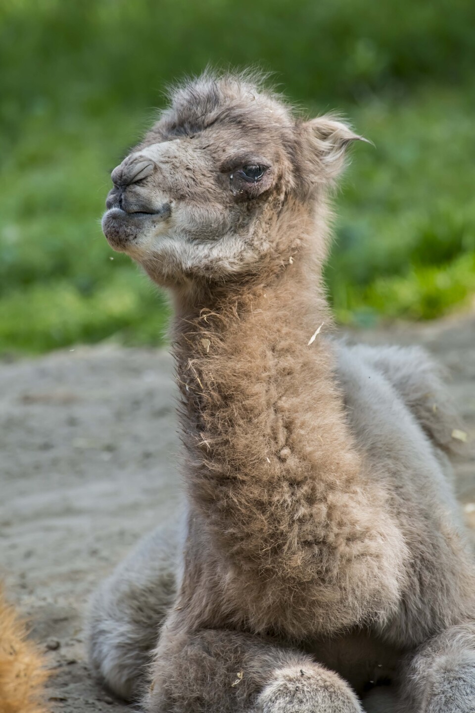 Camel Baby 05-2023-0035729 E.jpg