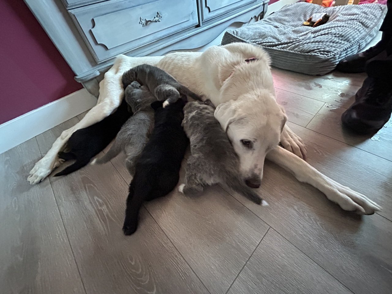 May be an image of Great Pyrenees.png