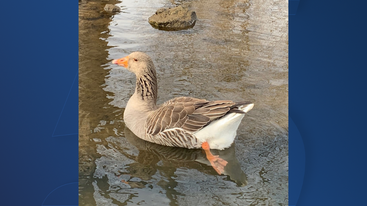 barnyard the goose