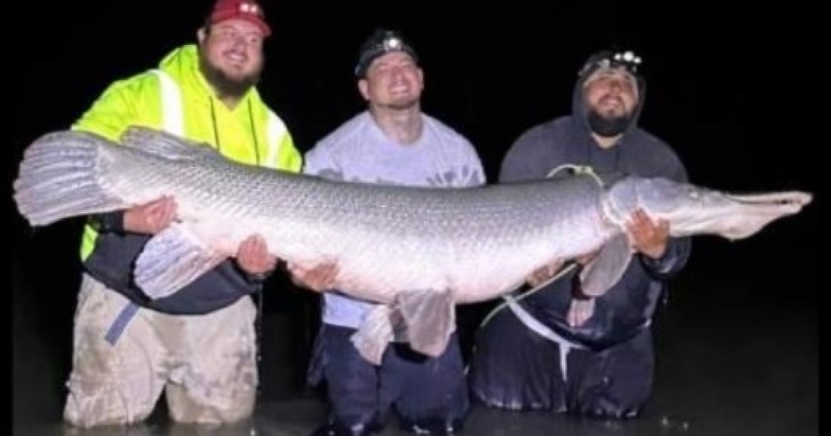 Record alligator gar caught at Choke Canyon Reservoir