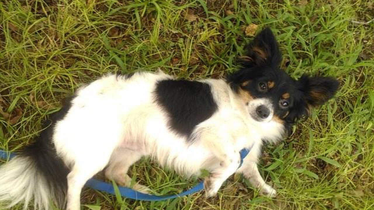 Pet preview: Empty the Shelter Day Aug. 15