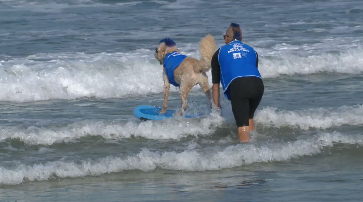 del-mar-surf-a-thon-dog-2
