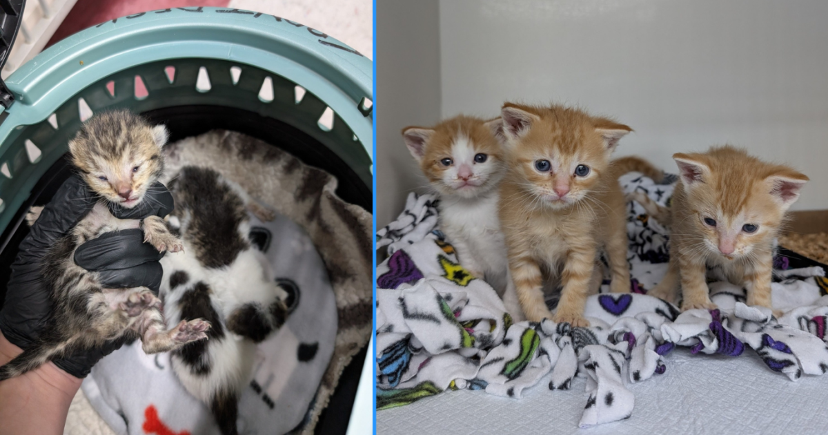 Idaho Humane Society has taken in 2k cats this year; seeks donations and fosters