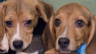 Big Dog Ranch Rescue has welcomed the final 155 beagles from Ridglan Farms, a now-closed Wisconsin testing facility.