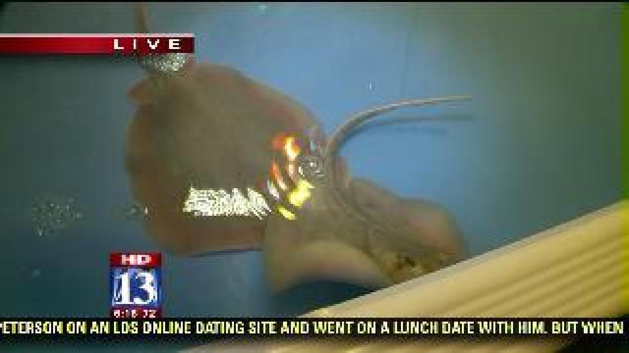Stingrays at county fair