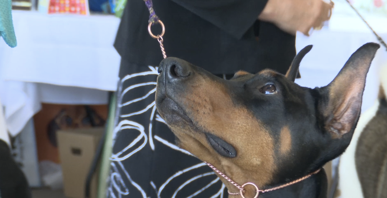 Dog takeover at the Missoula Fairgrounds