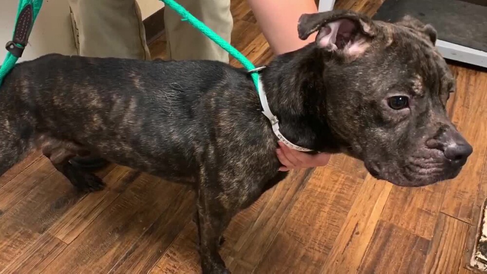 Dog rescued after owner shoves it in car trunk in Brevard County, Florida.