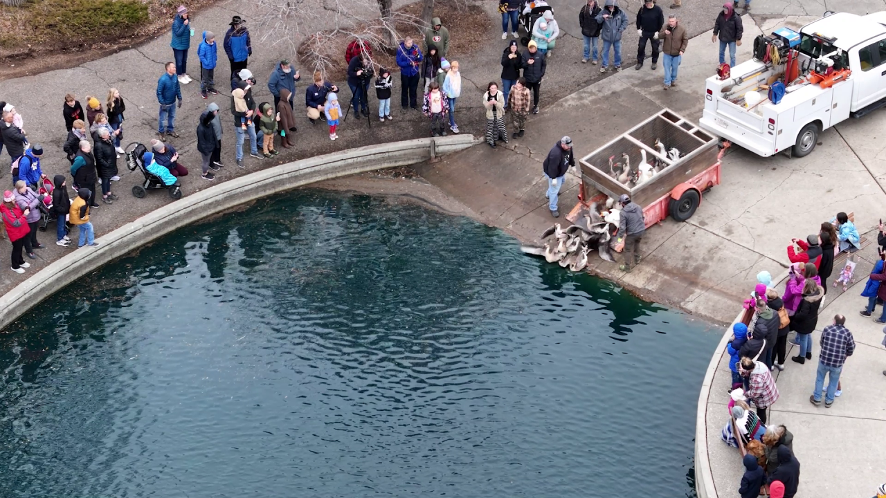 Waterfowl released back into Gibson Pond (March 2024)