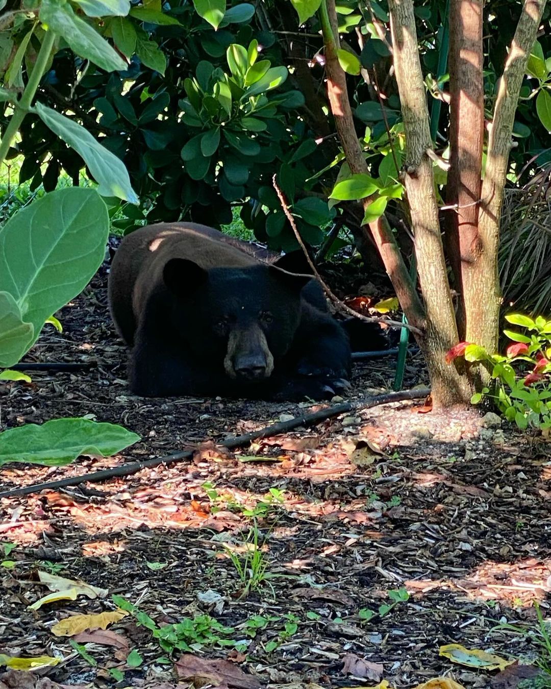 Cape Coral suburban street has a furry visitor Sunday morning