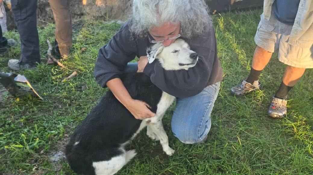Dog rescued from sinkhole