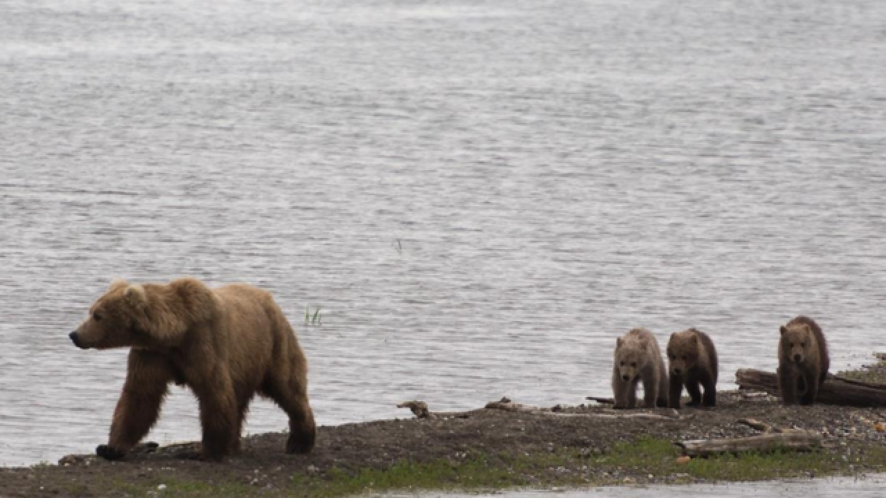 Fat Bear Week 2018: Get ready to 'weigh-in' in this bracket-style bear competition