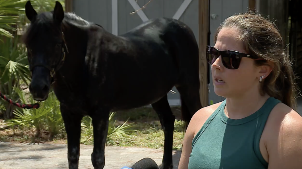 Danielle Long of Jupiter adopted purebred Arabian named Shar.png