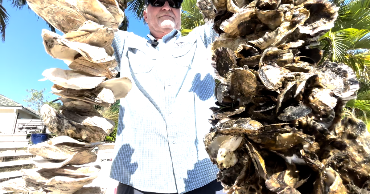 Oyster shells from local restaurants are helping this lagoon