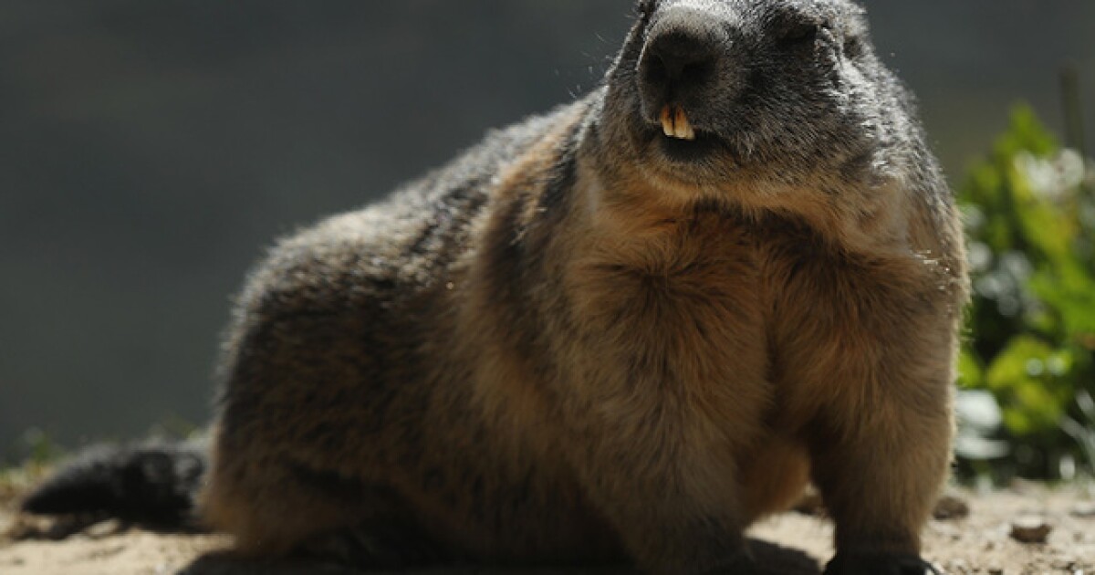 Rabid groundhog captured at The Maryland Zoo