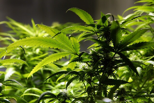 Oshkosh man caught with 476 pounds of marijuana on I-94 in North Dakota