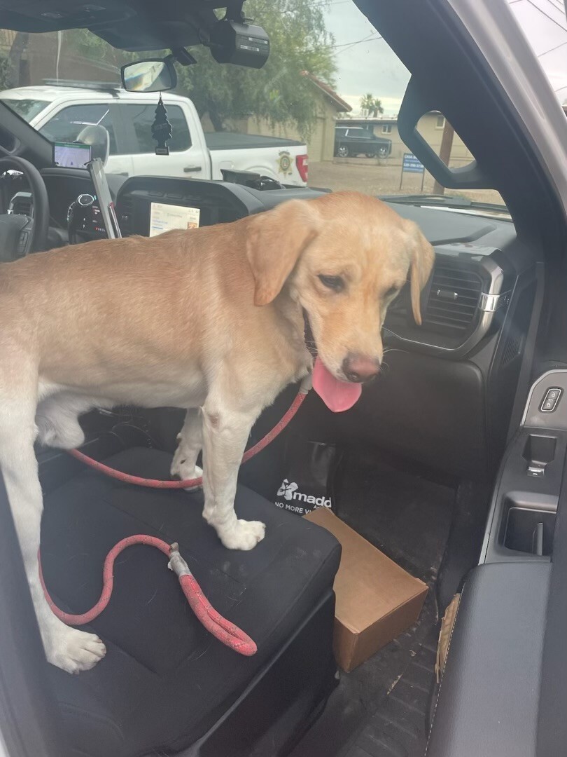 K9 Daemen found safe