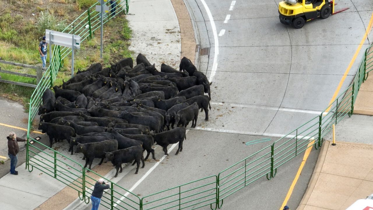 Miles City community rallies after cow hauler tips over