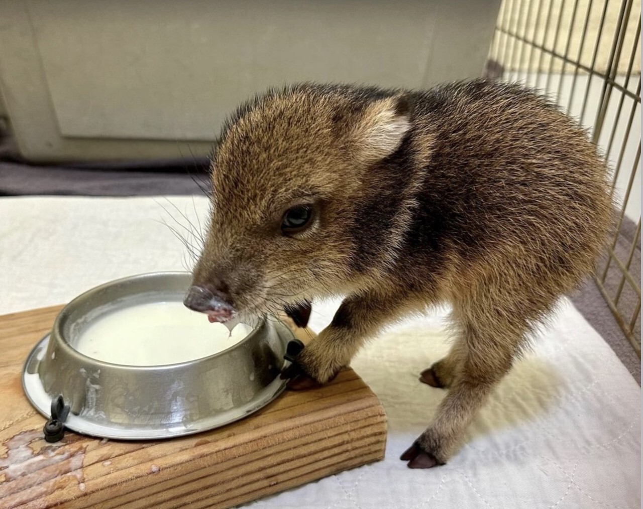 Baby javelina at Tucson Wildlife Center