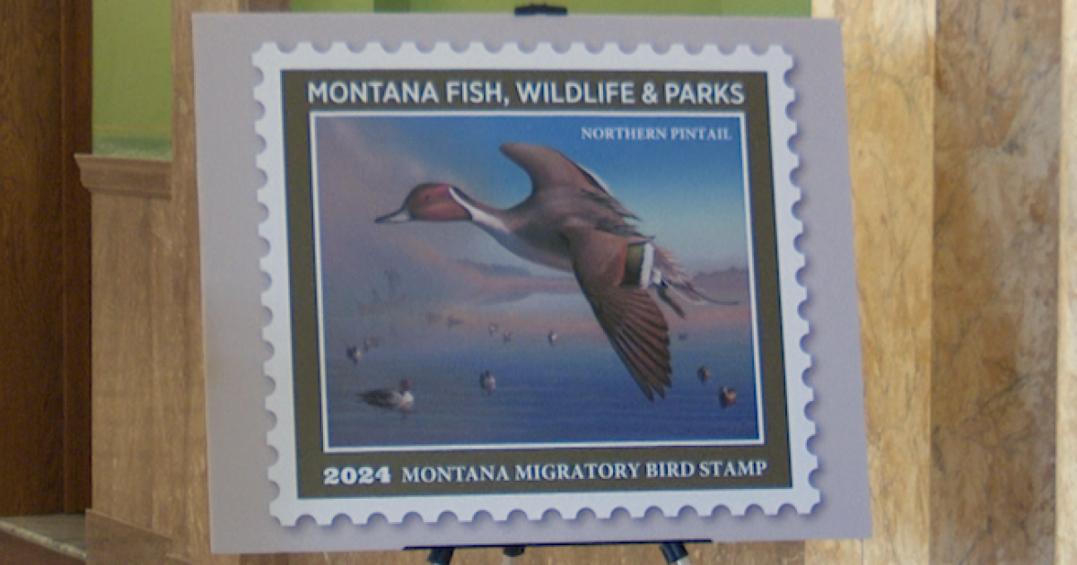 Governor Greg Gianforte unveiled the Montana 2024 Migratory Bird Stamp - Vimarsana News