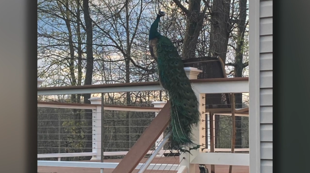 Screenshot 2025-05-06 at 9.56.16 PM.png