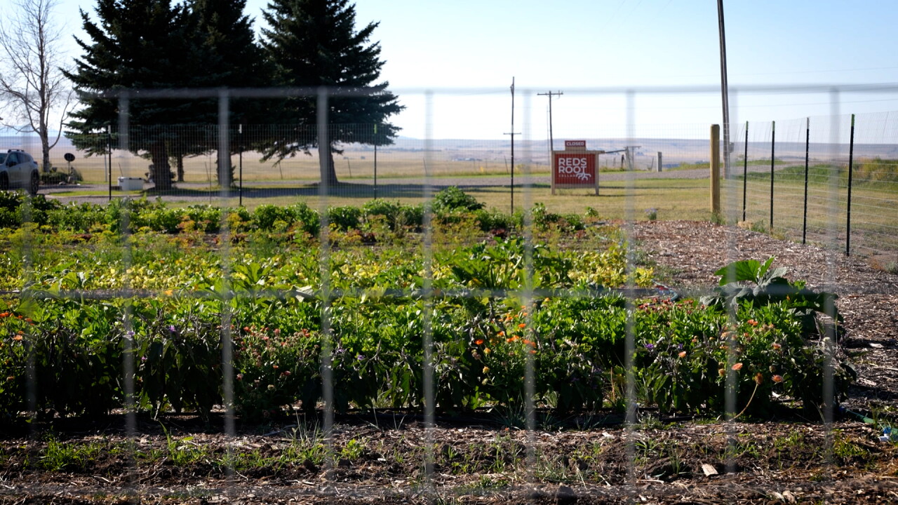 reds root cellar header.jpg