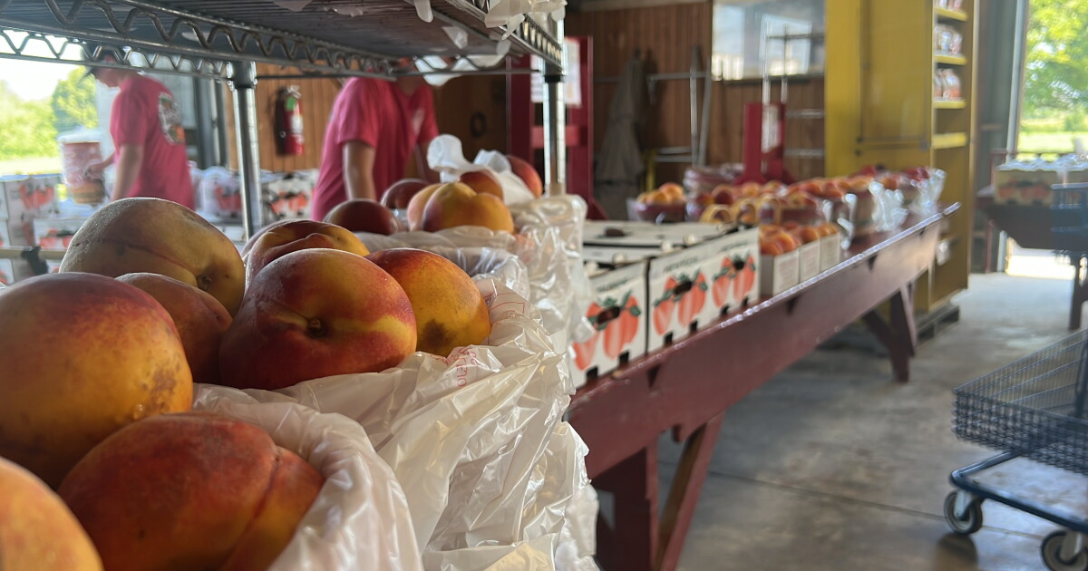 Livesay Orchard peach crop best in 5 years - Vimarsana News