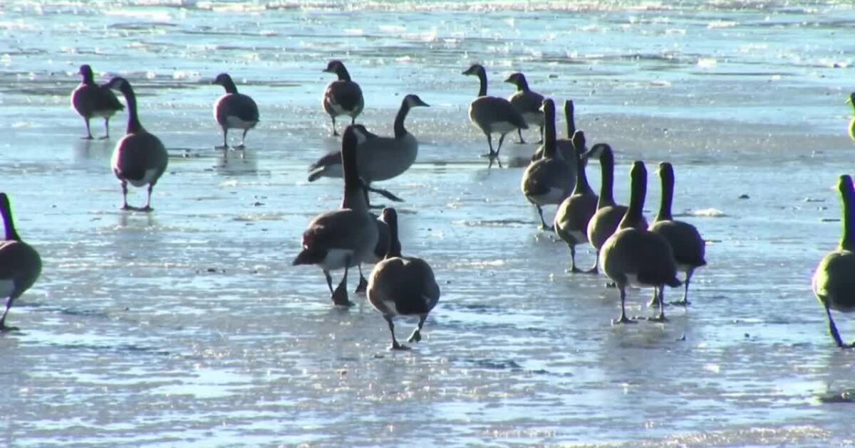 FWP: Montana park to remain open after discovery of bird flu in wildlife - Vimarsana News