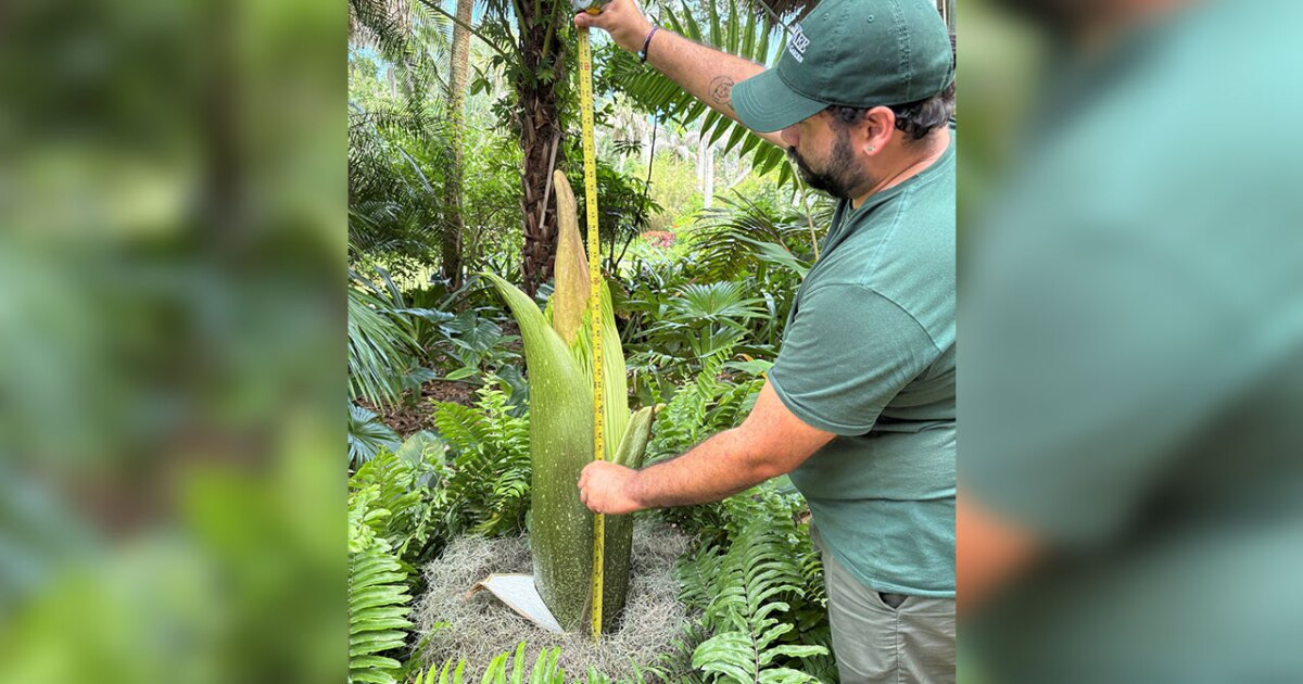 Rare corpse flower 'Princess Pungent' nearing bloom at McKee Botanical Garden in Vero Beach