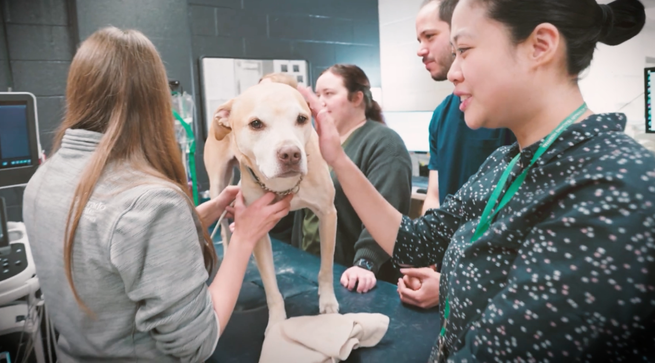 CSU vet school