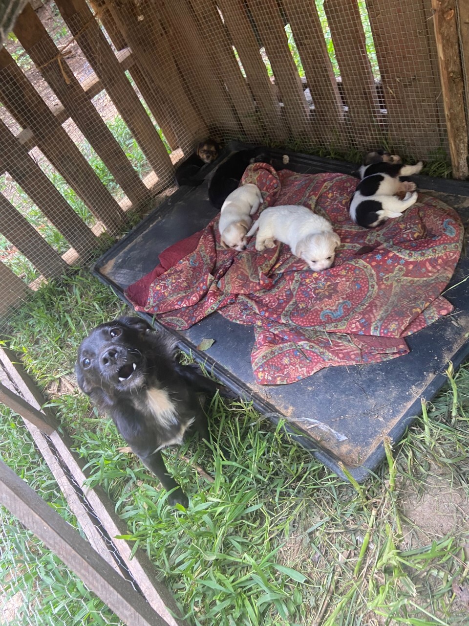 Mother and puppies treated