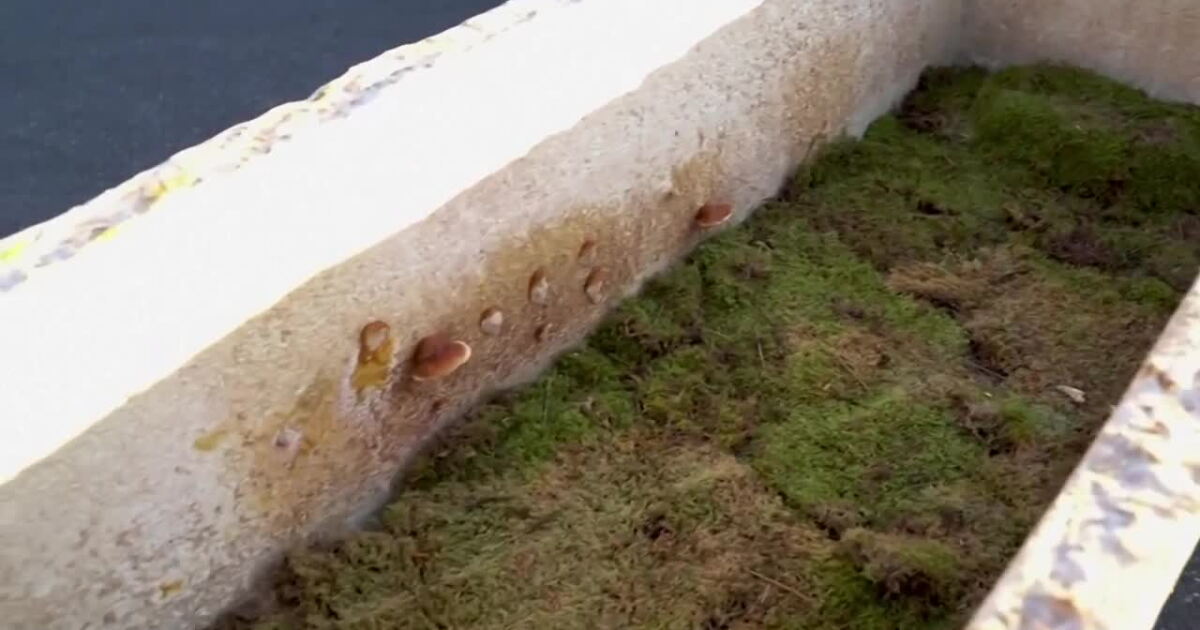 Biodegrading Corpse Biodegradable 'living coffin' made of fungus fully returns body to the ...